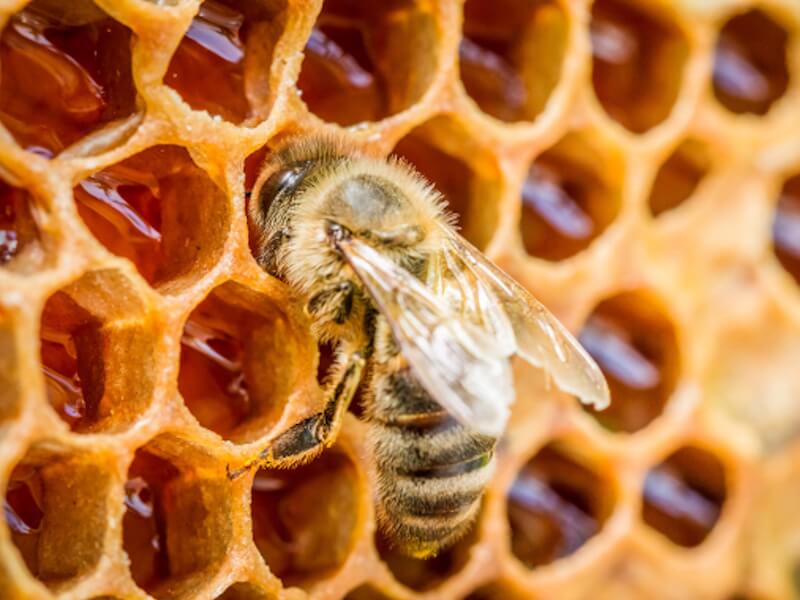 Arılar ve Tozlaşma