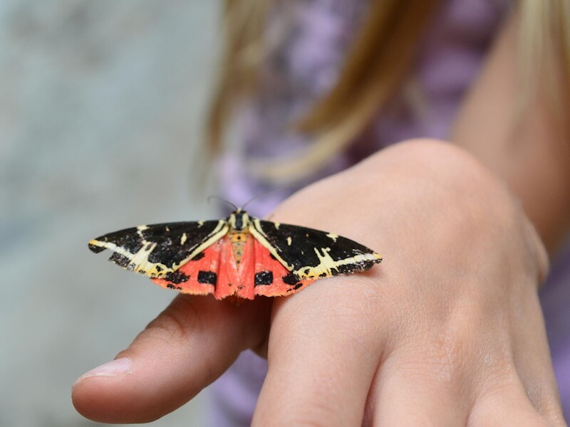 Kelebeklerin Beslenmesi