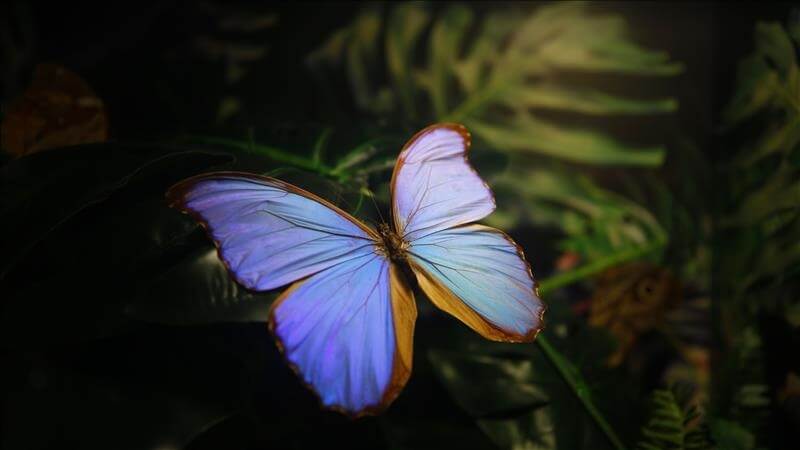 Kelebek Yaşam Süresi